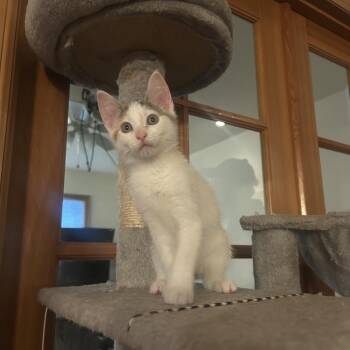 Ginger -  Domestic Short Hair Cat for Adoption in Belfair, Washington - Ginger | PetCurious