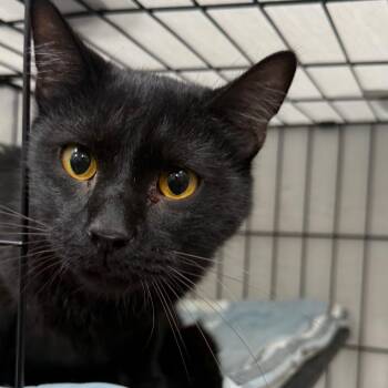 Maverick -  Domestic Short Hair Cat for Adoption in Normal, Illinois - Maverick | PetCurious