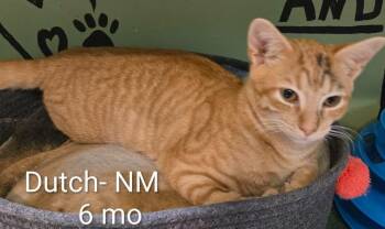 Dutch -  Domestic Short Hair Cat for Adoption in Amherst, Virginia - Dutch | PetCurious