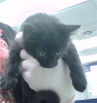 DR. ZAIUS -  Domestic Long Hair and Domestic Short Hair Cat for Adoption in Omaha, Nebraska - DR. ZAIUS | PetCurious