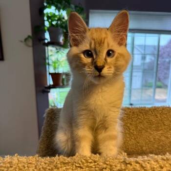 Nimbus -  Domestic Medium Hair Cat for Adoption in Washougal, Washington - Nimbus | PetCurious