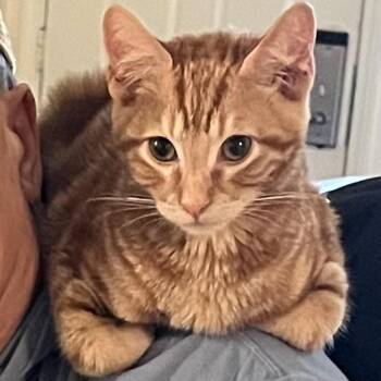 Tabby Cats Available for Adoption in Tustin, California - Carrot Is Orange Tabby -- Available For Adoption  | PetCurious