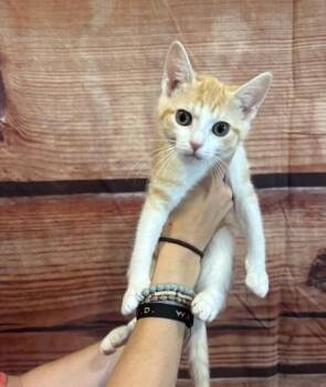 Domestic Short Hair Cats Available for Adoption in Paducah, Kentucky - Honey Mustard | PetCurious