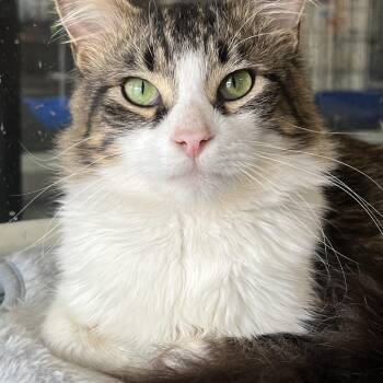 Ollie -  Domestic Long Hair Cat for Adoption in Johnston, Rhode Island - Ollie | PetCurious