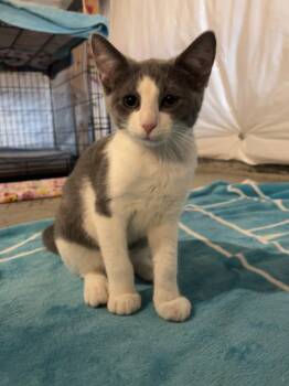 POP -  Domestic Short Hair Cat for Adoption in Hagerstown, Maryland - POP | PetCurious