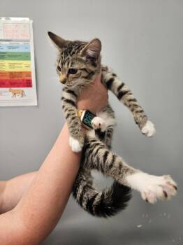 Faye -  Domestic Short Hair Cat for Adoption in Bloomington, Indiana - Faye | PetCurious
