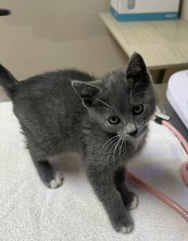 Rescue Domestic Short Hair Cats for Adoption in Sherwood, Oregon - The Science Guy | PetCurious