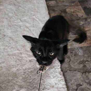 Ares -  Domestic Short Hair Cat for Adoption in Freeland, Michigan - Ares | PetCurious