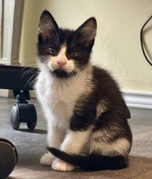 Domestic Medium Hair Cats Available for Adoption in Shawnee, Oklahoma - Mr. T | PetCurious