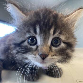 Domestic Long Hair Cats Available for Adoption in Lenexa, Kansas - Iris | PetCurious