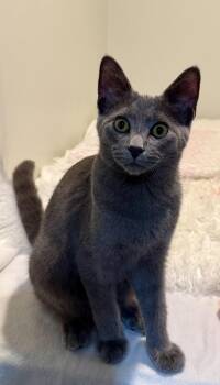 Waylon -  Domestic Short Hair Cat for Adoption in Walled Lake, Michigan - Waylon | PetCurious