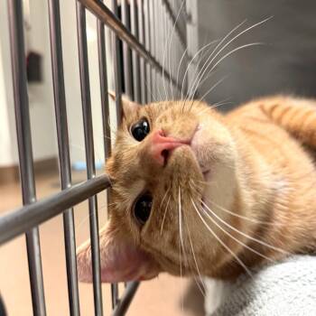 Tommy -  Domestic Short Hair Cat for Adoption in Hendersonville, North Carolina - Tommy | PetCurious