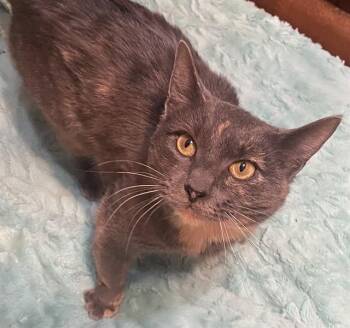 Domestic Short Hair Cats Available for Adoption in Westminster, Maryland - MANDY | PetCurious