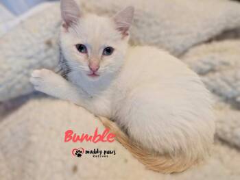 The Misfits:  Bumble -  Domestic Short Hair Cat for Adoption in Council Bluffs, Iowa - The Misfits:  Bumble | PetCurious