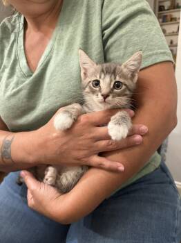 Punch (Available for pre-adoption) -  Domestic Short Hair Cat for Adoption in Camden, South Carolina - Punch (Available For Pre-adoption) | PetCurious