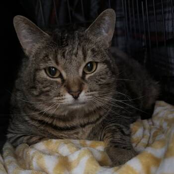 Rescue Domestic Short Hair Cats for Adoption in Detroit Lakes, Minnesota - Brisket | PetCurious