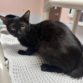Panama -  Domestic Short Hair Cat for Adoption in Binghamton, New York - Panama | PetCurious