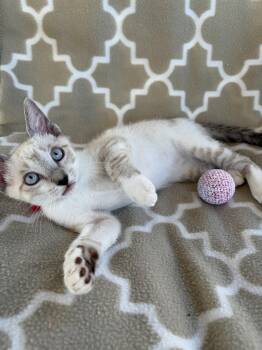 Stella Napa -  Siamese Cat for Adoption in Napa, California - Stella Napa | PetCurious