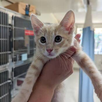 Shin Ramen -  Domestic Short Hair Cat for Adoption in Goleta, California - Shin Ramen | PetCurious