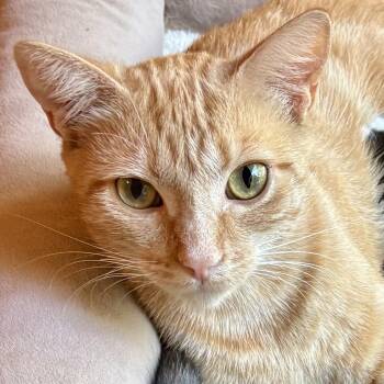 Butterscotch -  Domestic Short Hair Cat for Adoption in Irvine, California - Butterscotch | PetCurious
