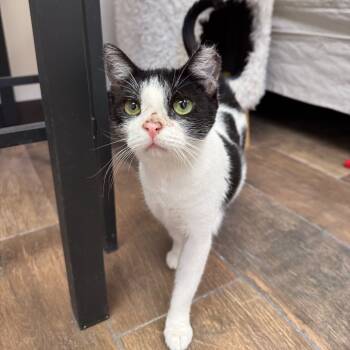 Rescue Domestic Short Hair Cats for Adoption in Bloomington, Illinois - Babette | PetCurious