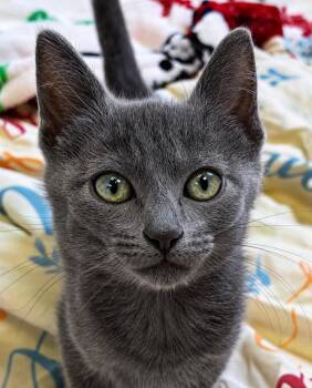 Edna -  Domestic Short Hair Cat for Adoption in Sherwood, Arkansas - Edna | PetCurious