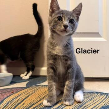 Glacier -  Domestic Short Hair Cat for Adoption in Olympia, Washington - Glacier | PetCurious