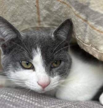 Domestic Short Hair Cats Available for Adoption - Silas | PetCurious