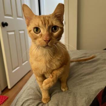 Domestic Short Hair Cats Available for Adoption - Opie | PetCurious