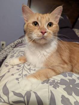 Domestic Medium Hair Cats Available for Adoption in Manhattan, Kansas - Rosie | PetCurious