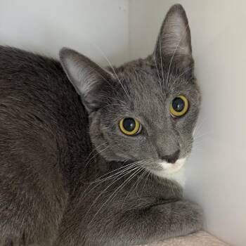 Domestic Short Hair Cats Available for Adoption in Los Angeles, California - Sly Cooper | PetCurious