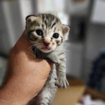 Lil Dude -  Domestic Short Hair Cat for Adoption in Centerville, Tennessee - Lil Dude | PetCurious