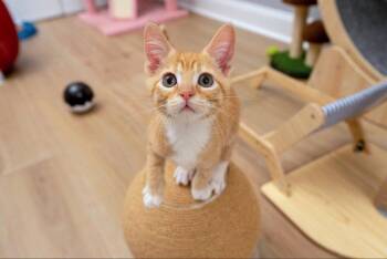 Hickory -  Tabby Cat for Adoption in Knoxville, Tennessee - Hickory | PetCurious
