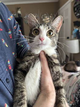 Rescue Domestic Short Hair Cats for Adoption in Rockaway, New Jersey - Olive Garden | PetCurious