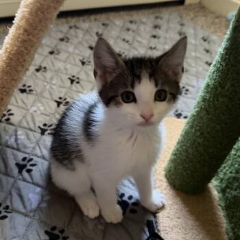 WENDY (must be adopted with PETER) -  Domestic Short Hair Cat for Adoption in East Greenwich, Rhode Island - WENDY (must Be Adopted With PETER) | PetCurious