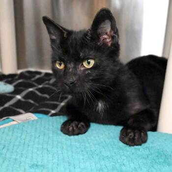 Midnight -  Domestic Short Hair Cat for Adoption in West Palm Beach, Florida - Midnight | PetCurious