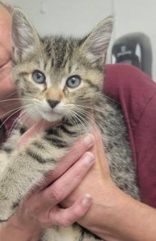 Scooter -  Domestic Short Hair Cat for Adoption in New Kensington, Pennsylvania - Scooter | PetCurious