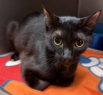 Raina -  Domestic Short Hair Cat for Adoption in Ocala, Florida - Raina | PetCurious