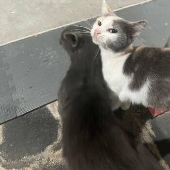 Domestic Short Hair Cats Available for Adoption in Vine Grove, Kentucky - Princess And Frank ***Courtesy Post*** | PetCurious