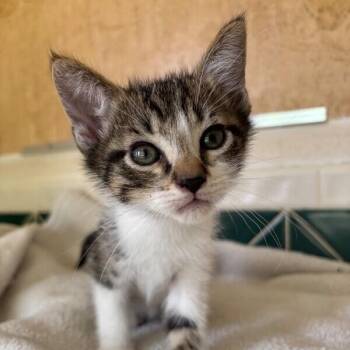 Pippin Bloom -  Tabby and Domestic Short Hair Cat for Adoption in Friendswood, Texas - Pippin Bloom | PetCurious