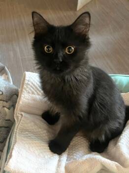 Domestic Long Hair Cats Available for Adoption - Parker Tree | PetCurious