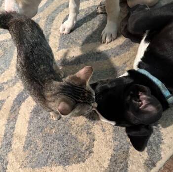 Bindi -  Tabby Cat for Adoption in San Antonio, Texas - Bindi | PetCurious