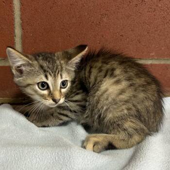 Amelia -  Domestic Short Hair Cat for Adoption in Cabot, Arkansas - Amelia | PetCurious