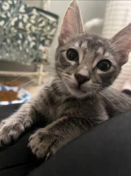 Tabby Cats Available for Adoption - Avocado | PetCurious