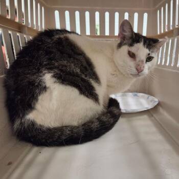 Carlson -  Domestic Short Hair Cat for Adoption in Chattanooga, Tennessee - Carlson | PetCurious
