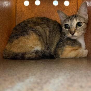Mya -  Domestic Short Hair Cat for Adoption in Birmingham, Alabama - Mya | PetCurious