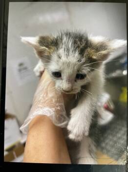 Rescue Domestic Short Hair Cats for Adoption in San Bernardino, California - MONDO | PetCurious