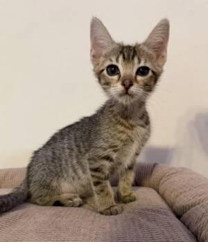 Flopsy -  Domestic Short Hair Cat for Adoption in Chamblee, Georgia - Flopsy | PetCurious