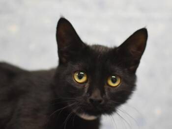 Sheeba -  Domestic Short Hair Cat for Adoption in Portland, Oregon - Sheeba | PetCurious