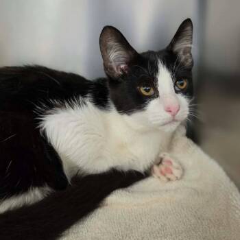 Vision -  Domestic Short Hair Cat for Adoption in Martinsville, Virginia - Vision | PetCurious